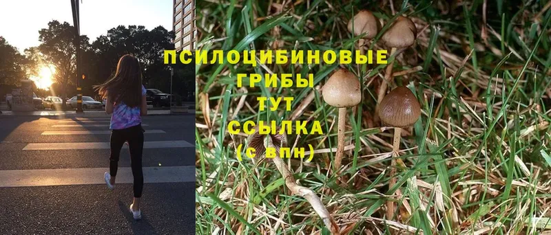 Псилоцибиновые грибы MAGIC MUSHROOMS  хочу   Георгиевск 